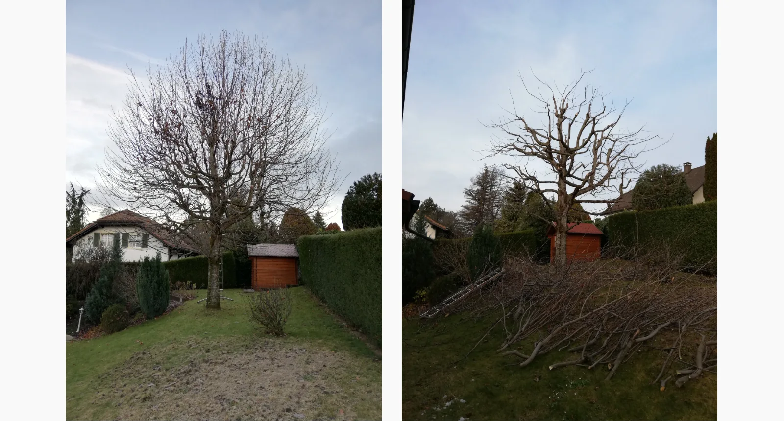 Avant-après taille d'arbre